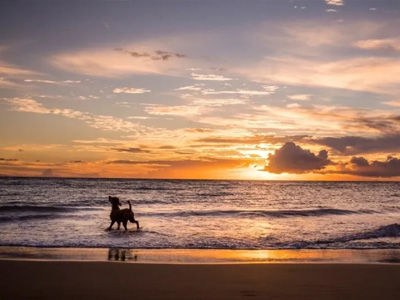 Pet Memorial Services