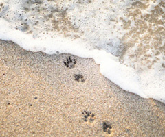 Pet Memorial Services At Sea